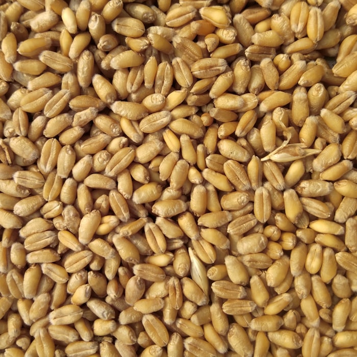 Whole Wheat Atta